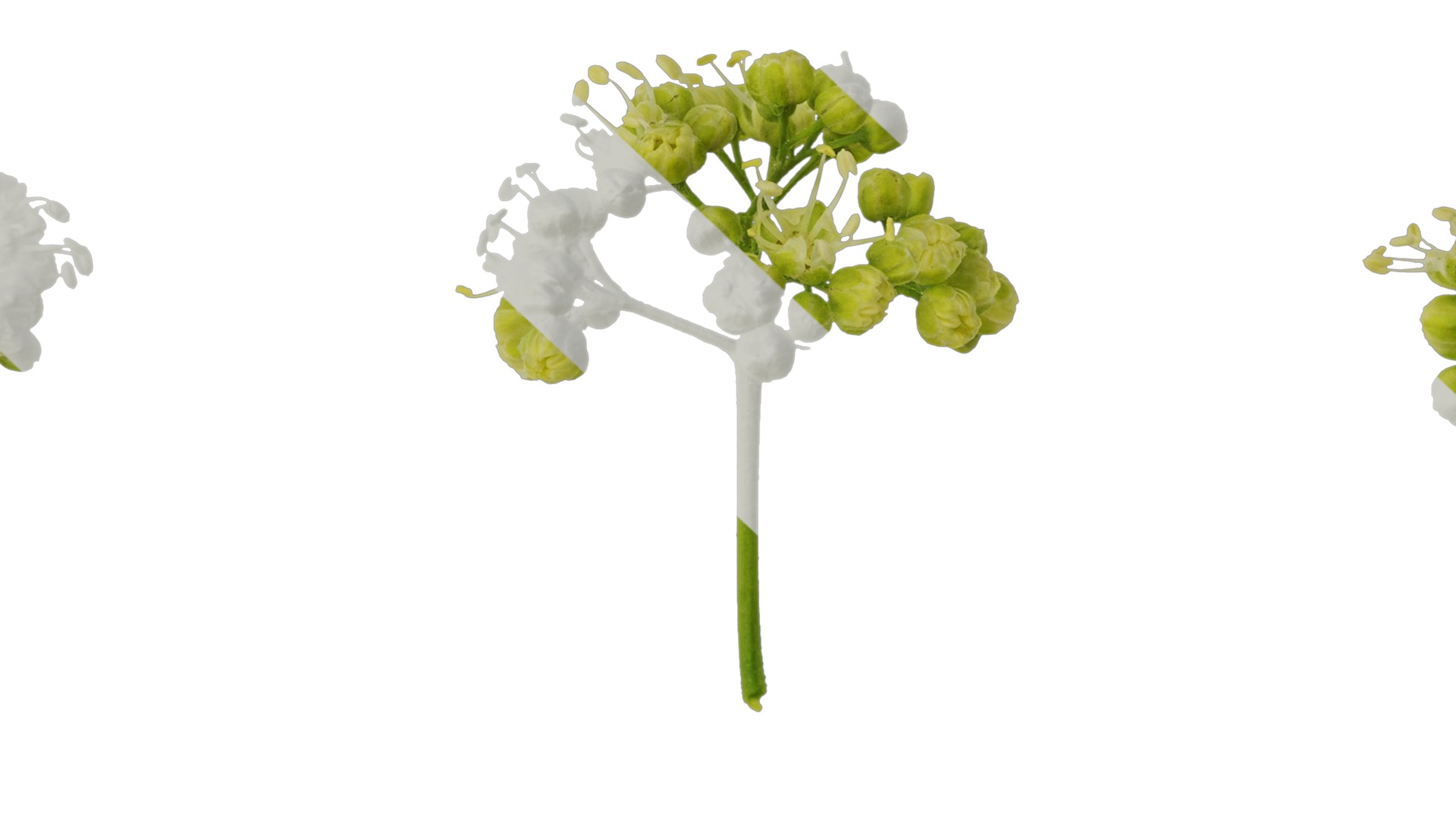 Anydrafts Acer tataricum Flower 01 Texture_7