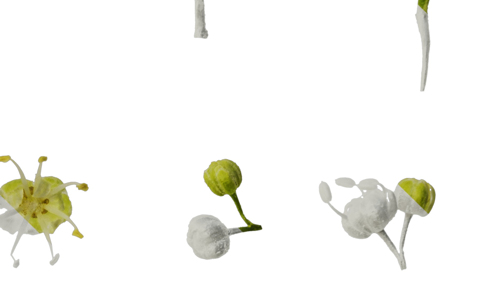 Anydrafts Acer tataricum Flower 02 Texture_4