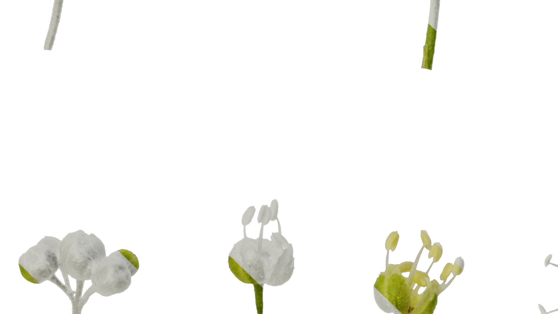 Anydrafts Acer tataricum Flower 02 Texture_3