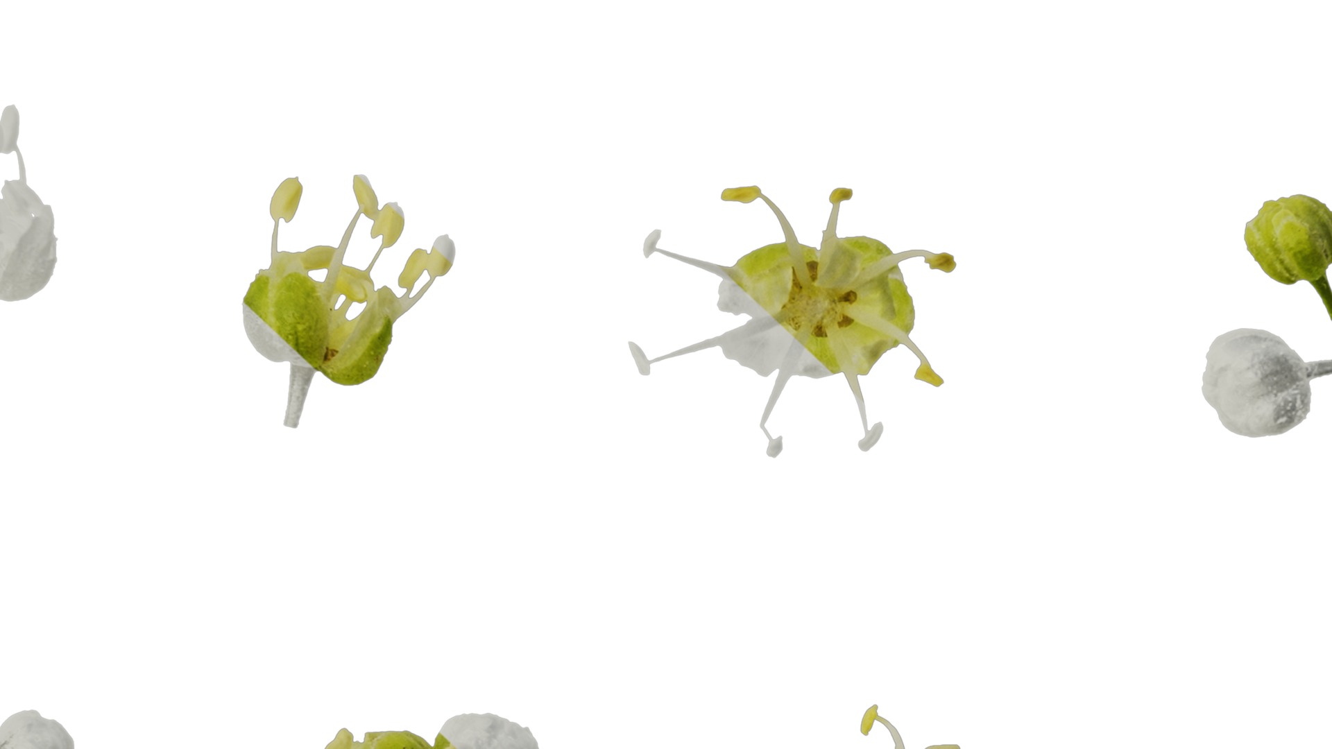 Anydrafts Acer tataricum Flower 02 Texture_7