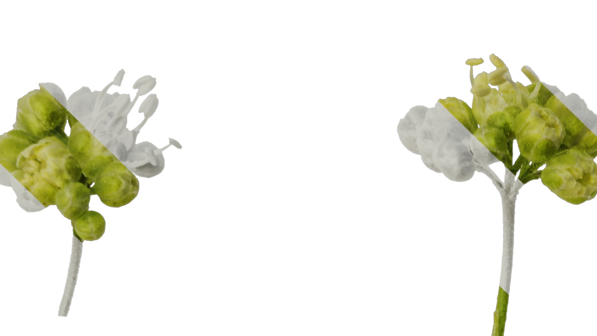 Anydrafts Acer tataricum Flower 02 Texture_1