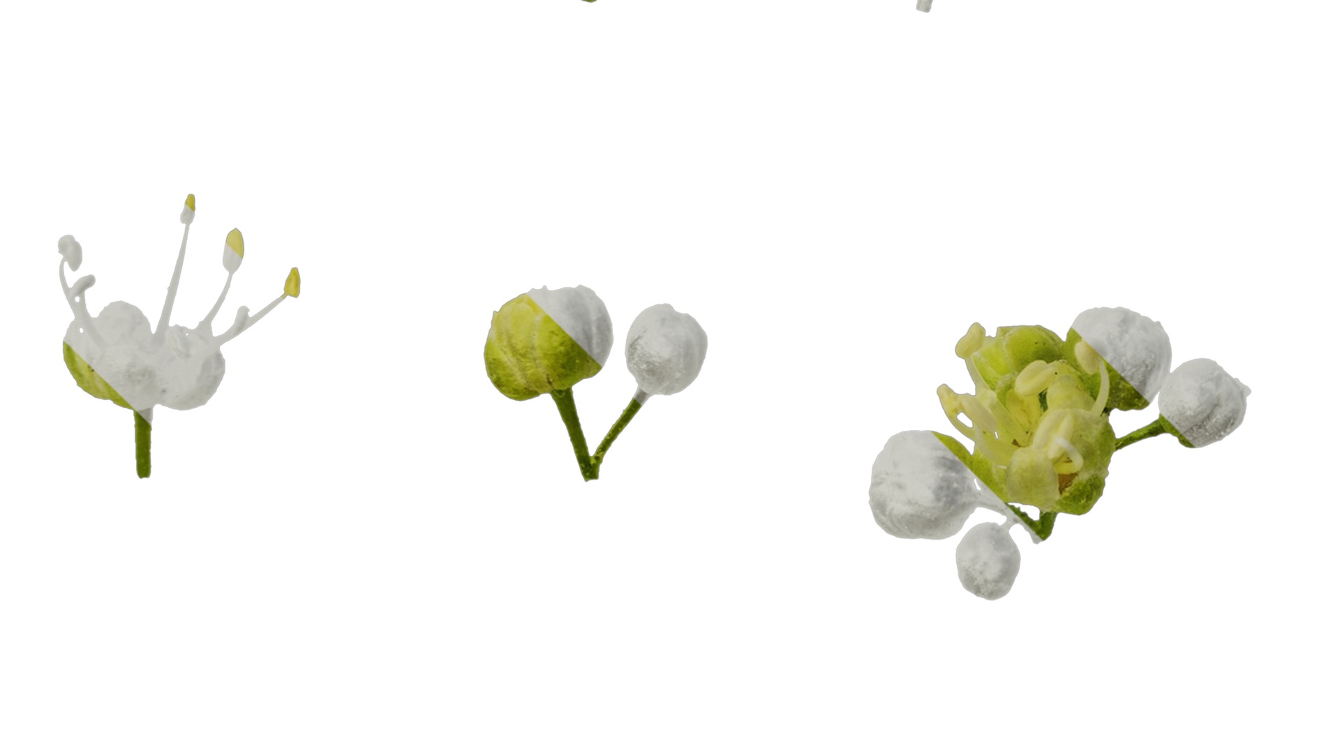 Anydrafts Acer tataricum Flower 02 Texture_5