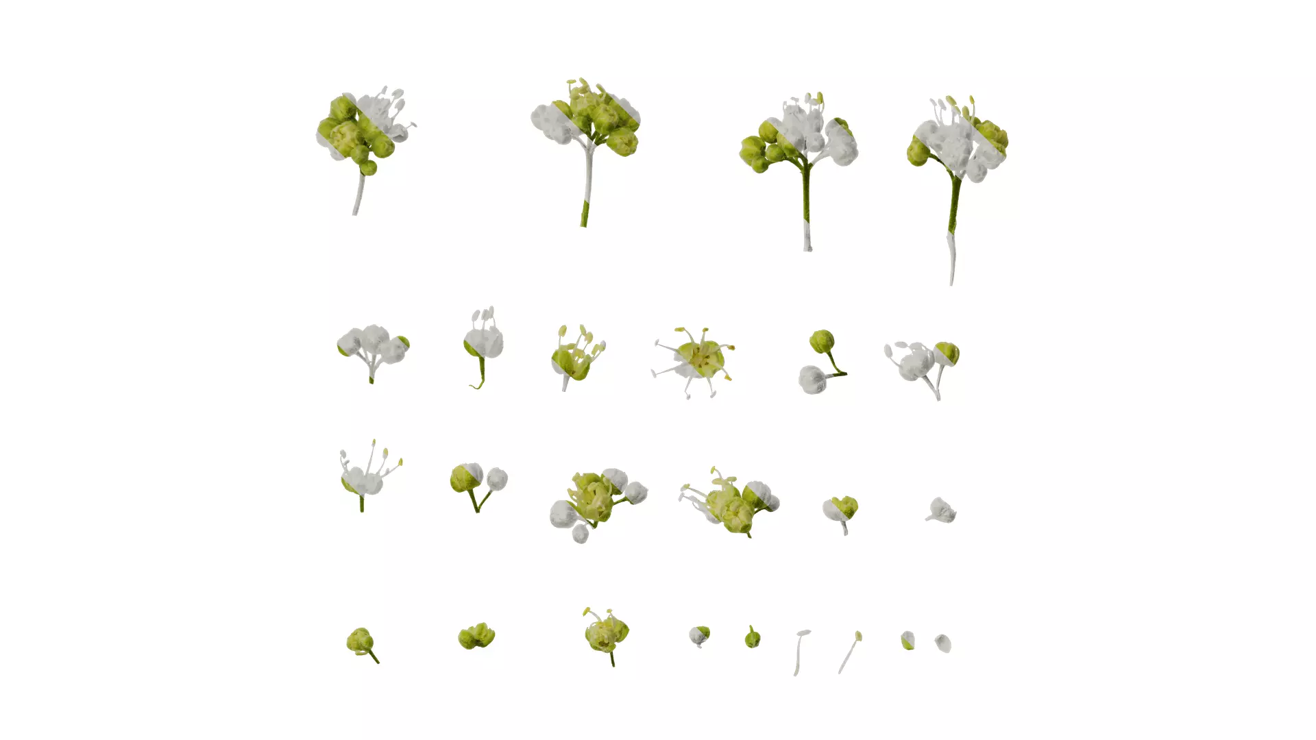 Anydrafts Acer tataricum Flower 02 Texture_0