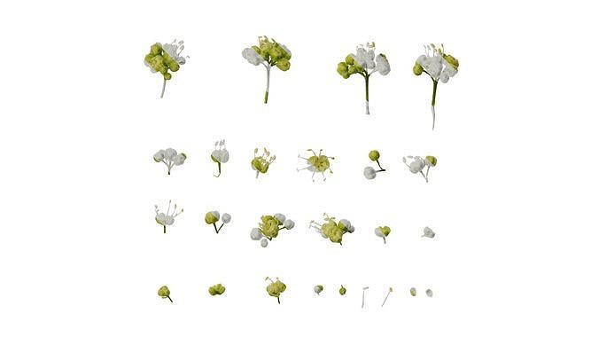 Anydrafts Acer tataricum Flower 02 Texture