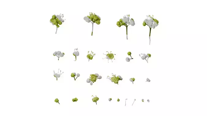 Anydrafts Acer tataricum Flower 02