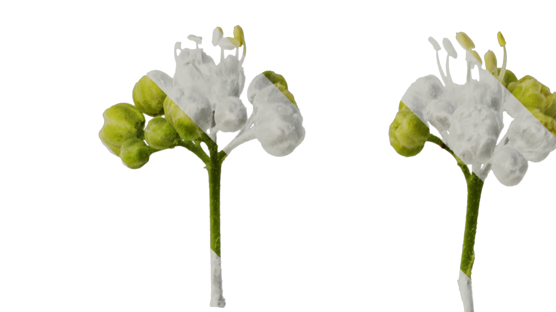 Anydrafts Acer tataricum Flower 02 Texture_2