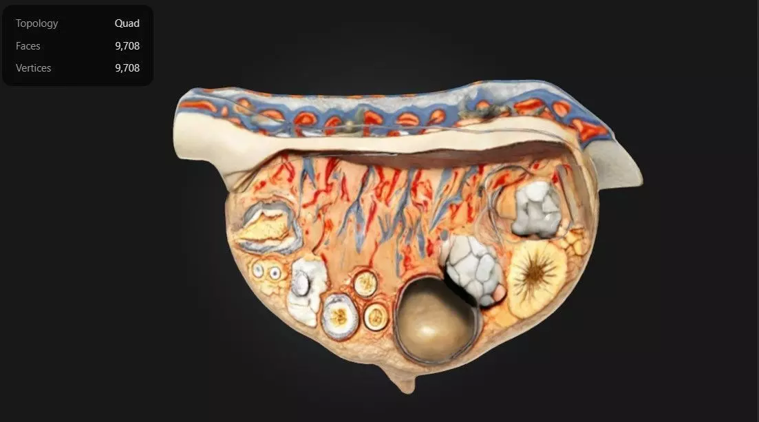 3D Relief Model of the Ovary 3D print model_0