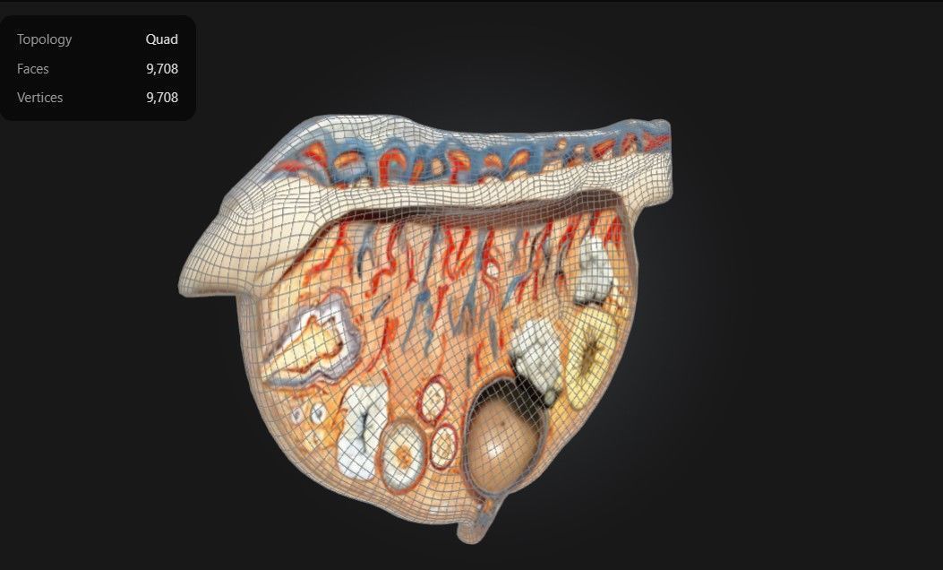 3D Relief Model of the Ovary 3D print model_2