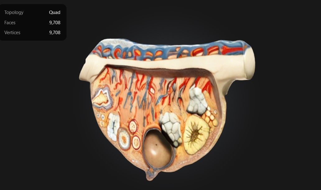 3D Relief Model of the Ovary 3D print model_3
