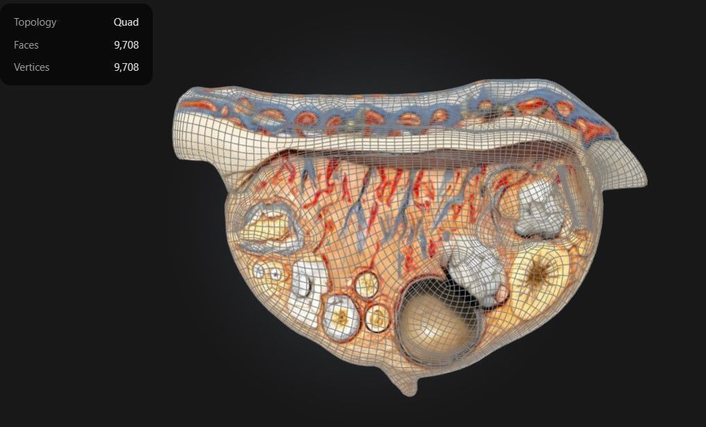 3D Relief Model of the Ovary 3D print model_1