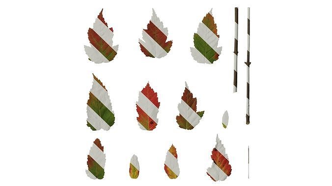 Anydrafts Acer tataricum Leaf 01 F Texture