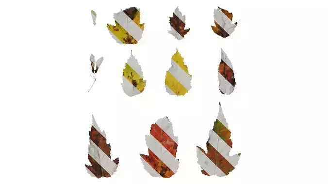 Anydrafts Acer tataricum Leaf 03