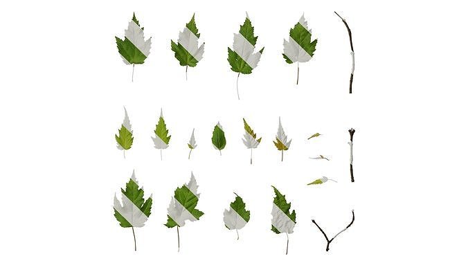 Anydrafts Acer tataricum Leaf 07 Texture