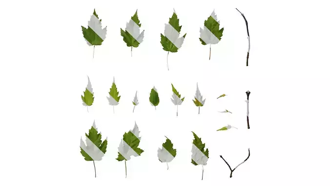 Anydrafts Acer tataricum Leaf 07