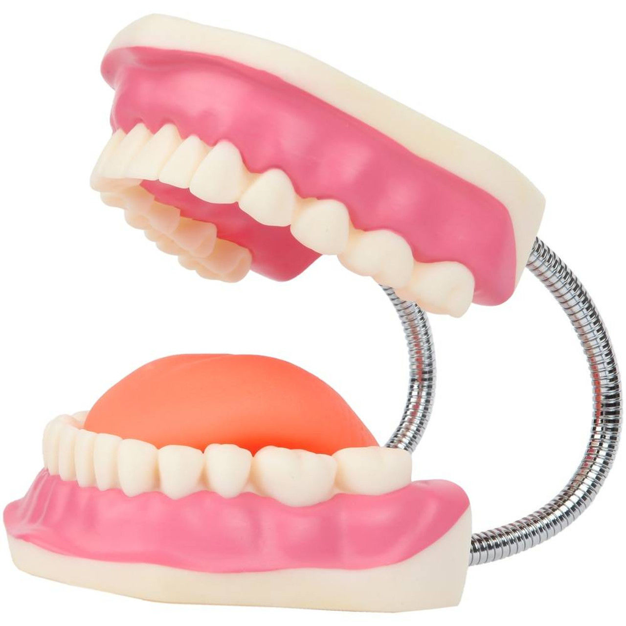 3D Teeth and Mouth Model 3D print model_5