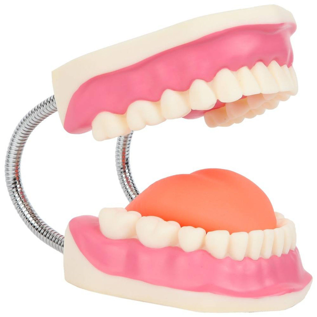 3D Teeth and Mouth Model 3D print model_6