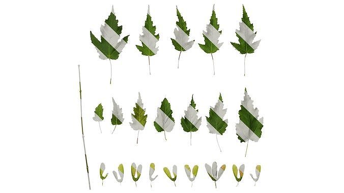 Anydrafts Acer tataricum Leaf 08 Texture