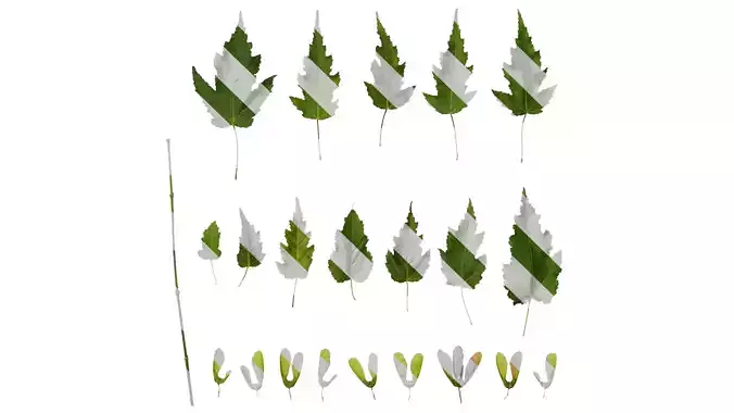 Anydrafts Acer tataricum Leaf 08