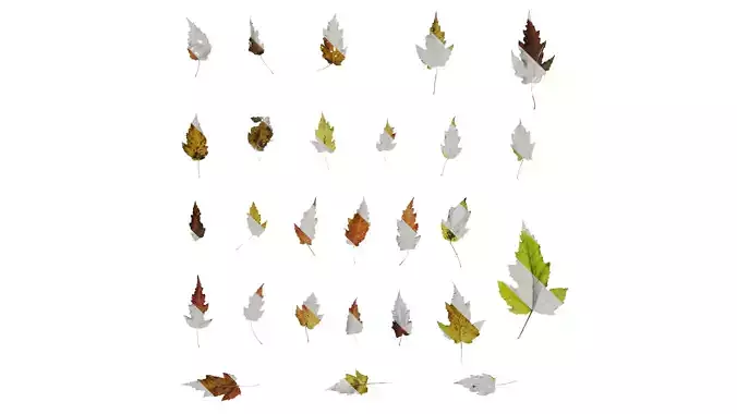 Anydrafts Acer tataricum Leaf 10