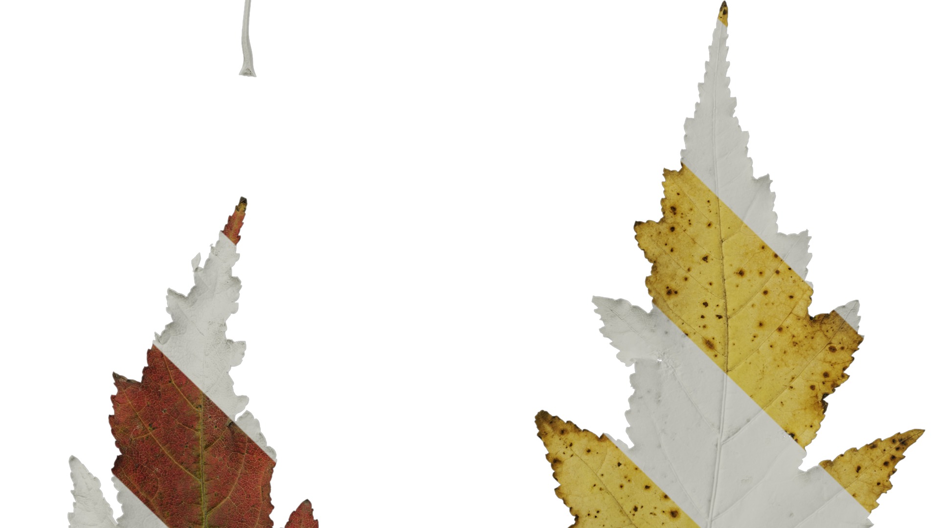 Anydrafts Acer tataricum Leaf 11 Texture_5