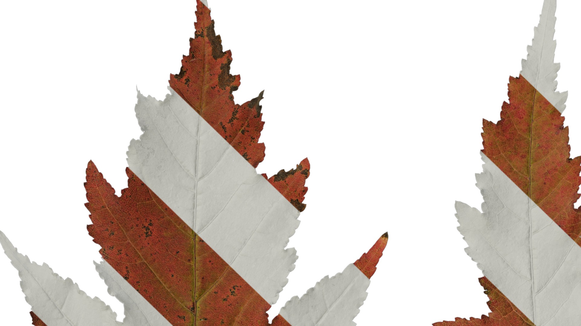 Anydrafts Acer tataricum Leaf 11 Texture_1