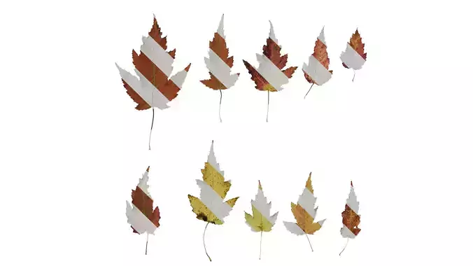 Anydrafts Acer tataricum Leaf 11