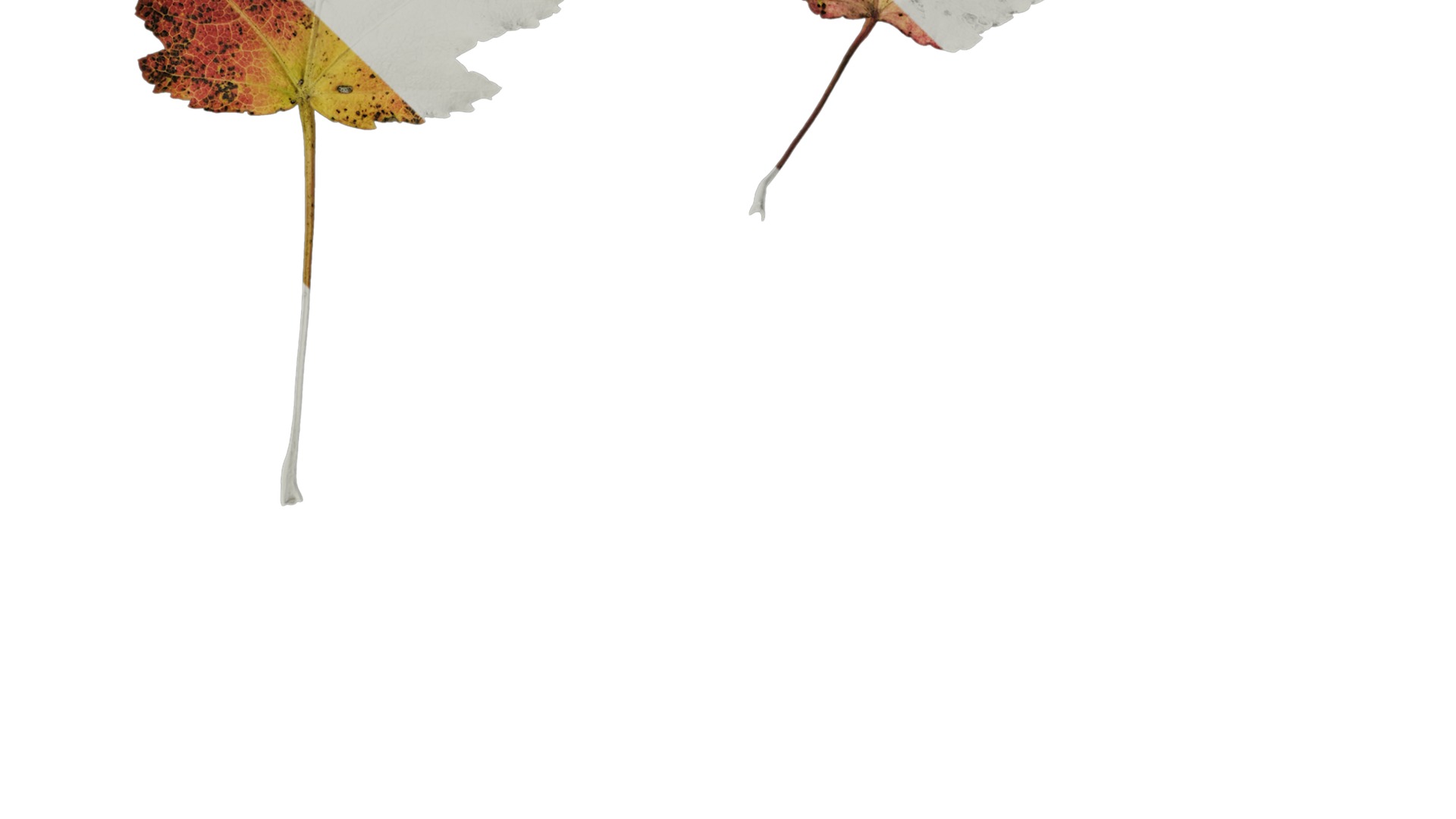 Anydrafts Acer tataricum Leaf 11 Texture_4