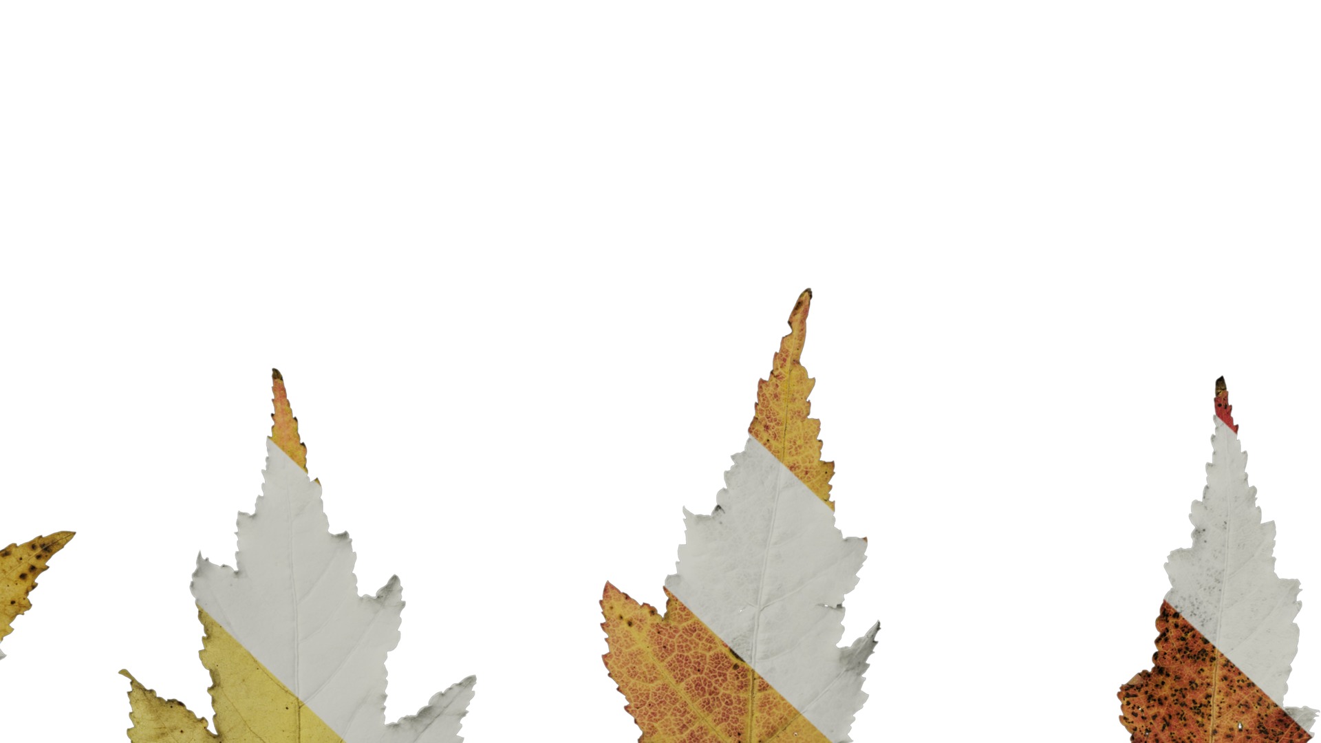 Anydrafts Acer tataricum Leaf 11 Texture_6