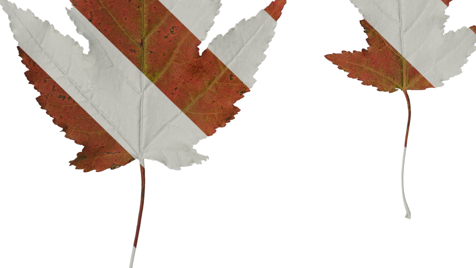 Anydrafts Acer tataricum Leaf 11 Texture_3