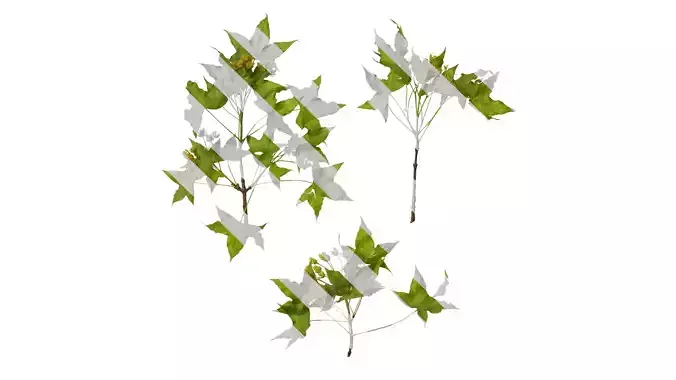 Anydrafts Acer truncatum Atlas 10