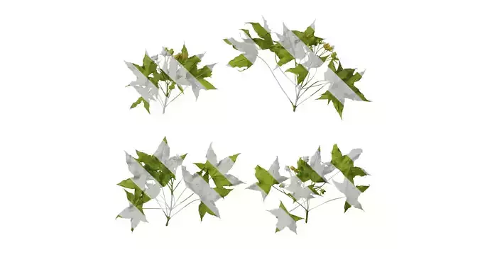 Anydrafts Acer truncatum Atlas 11