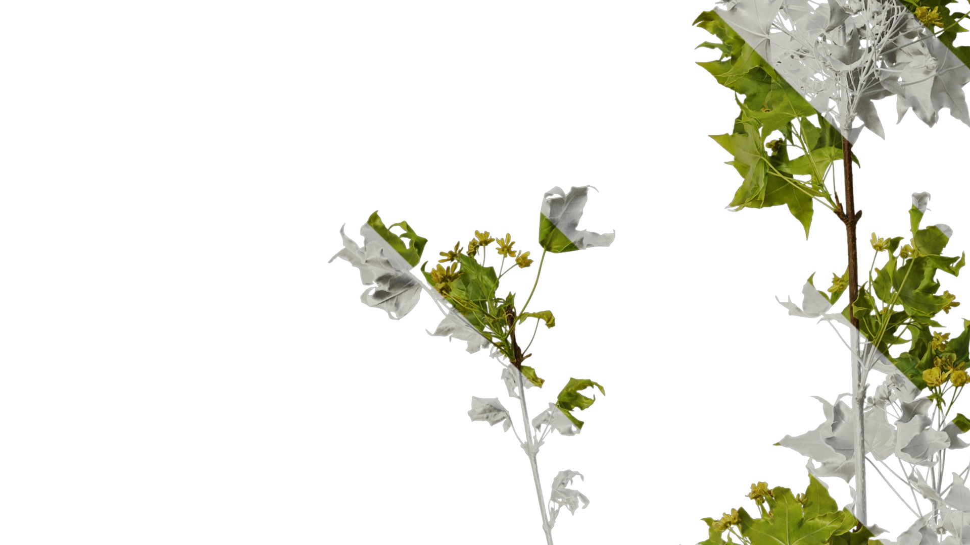 Anydrafts Acer truncatum Atlas 13 Texture_3