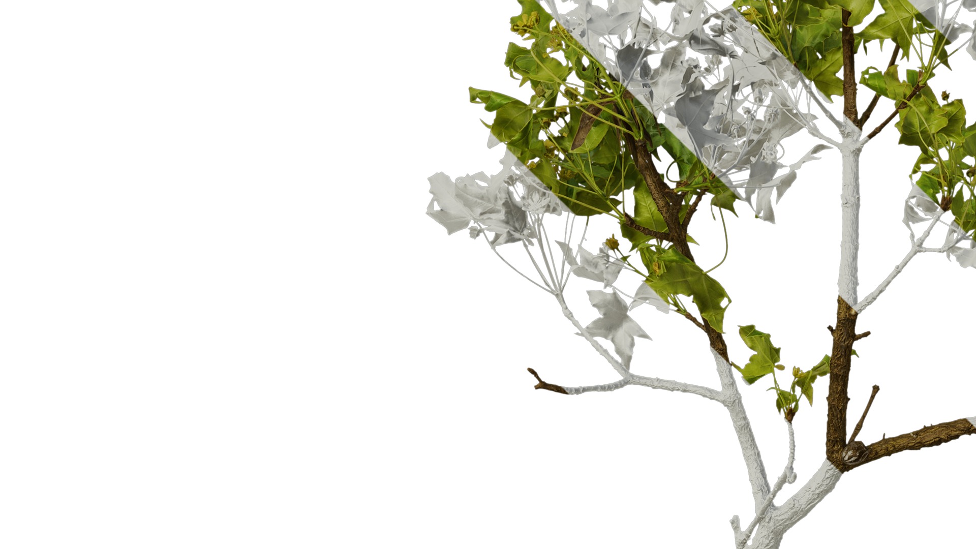 Anydrafts Acer truncatum Atlas 13 Texture_5