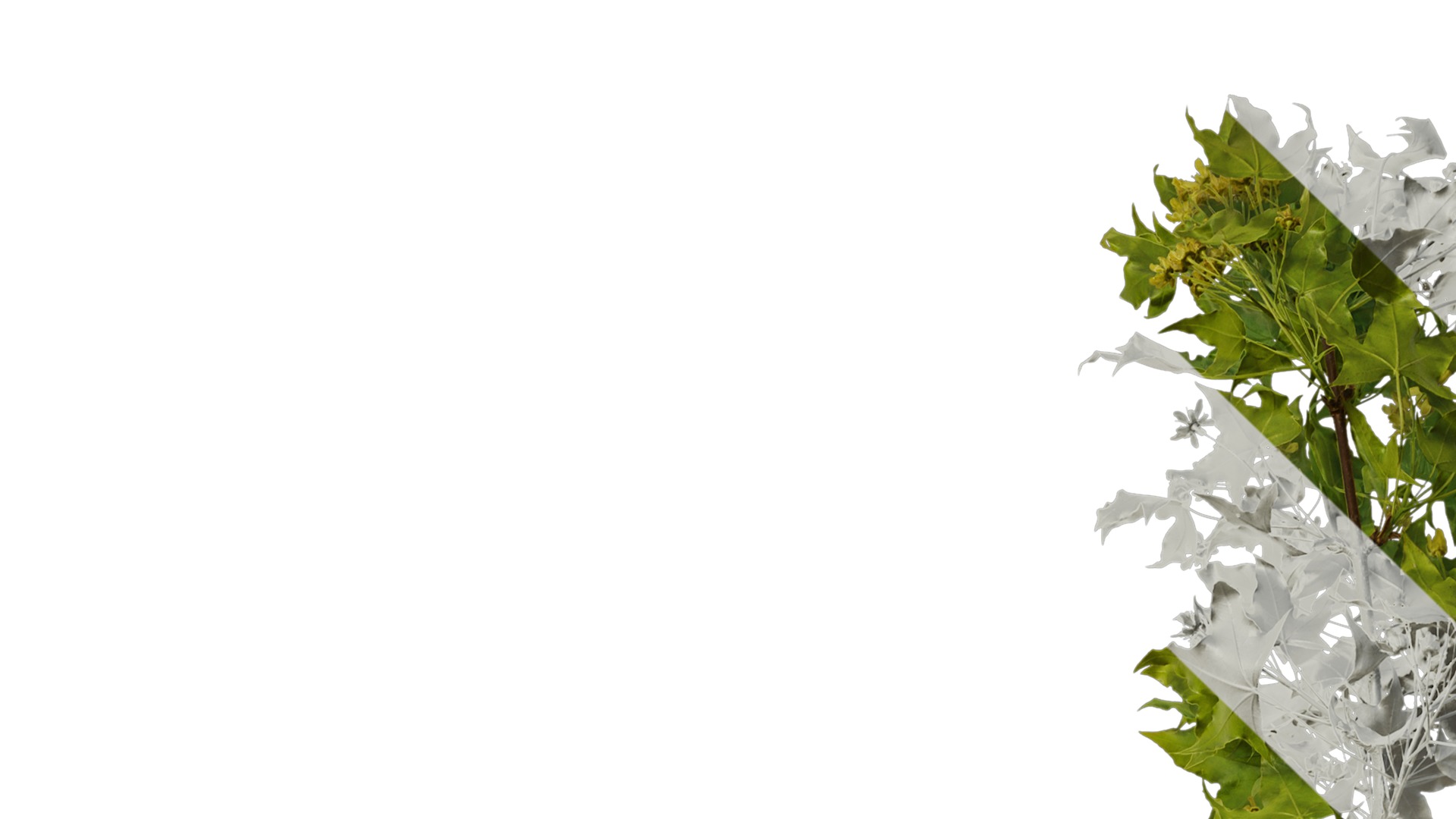 Anydrafts Acer truncatum Atlas 13 Texture_1