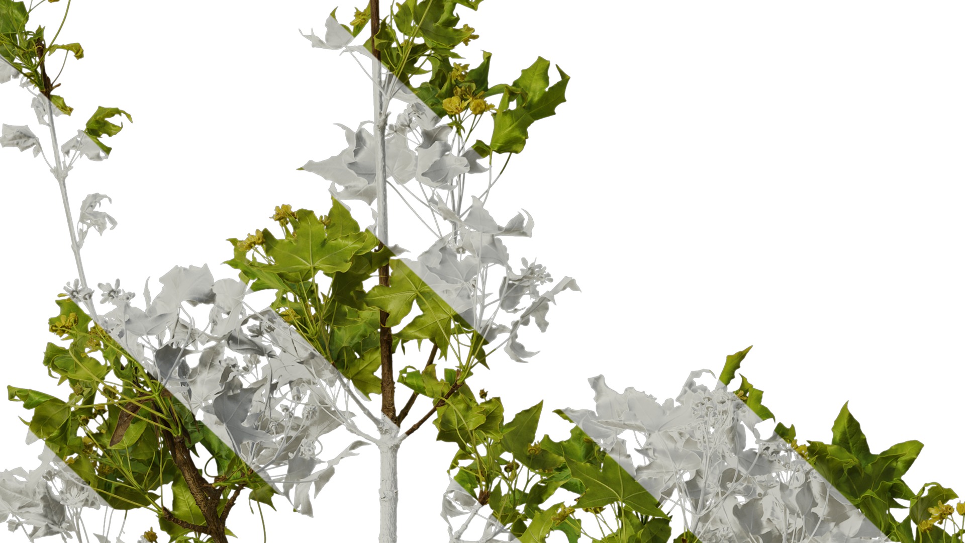 Anydrafts Acer truncatum Atlas 13 Texture_7