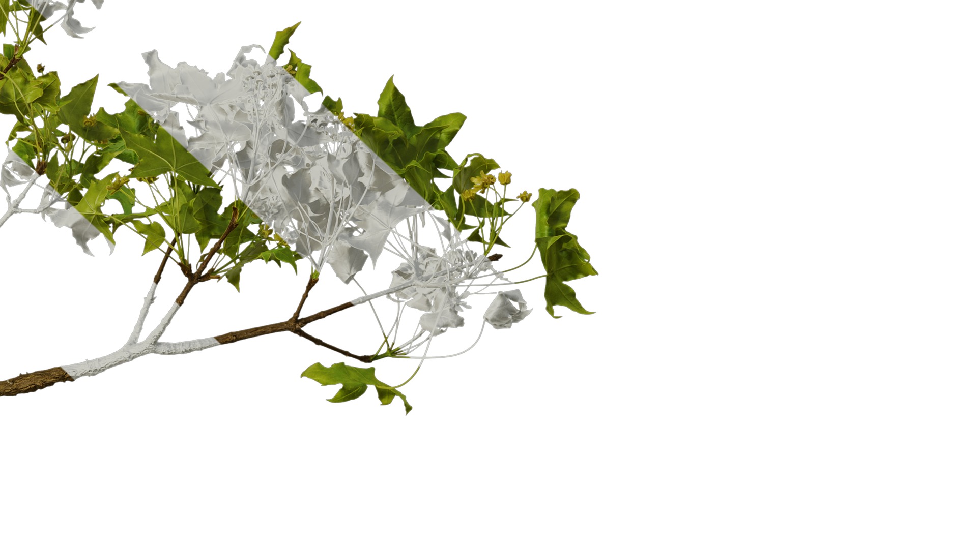 Anydrafts Acer truncatum Atlas 13 Texture_6