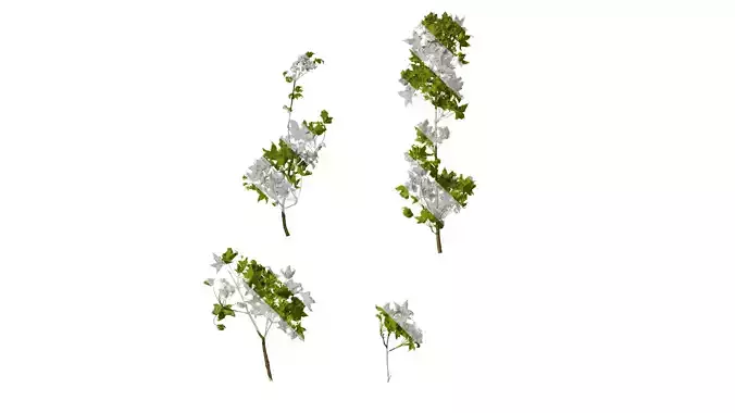 Anydrafts Acer truncatum Atlas 14