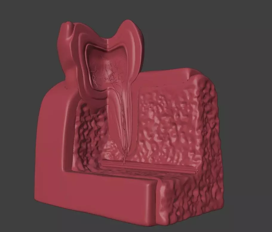 3D Dental Model 3D model_0