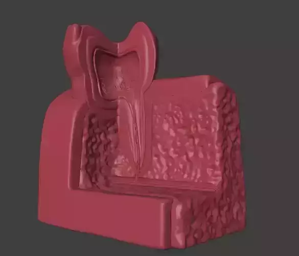 3D Dental Model