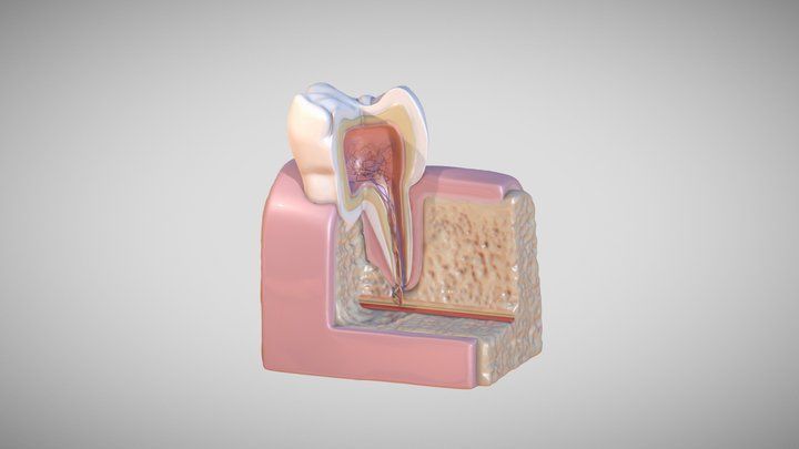 3D Dental Model 3D model_8