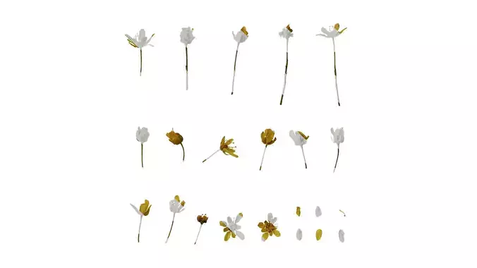 Anydrafts Acer truncatum Flower 02