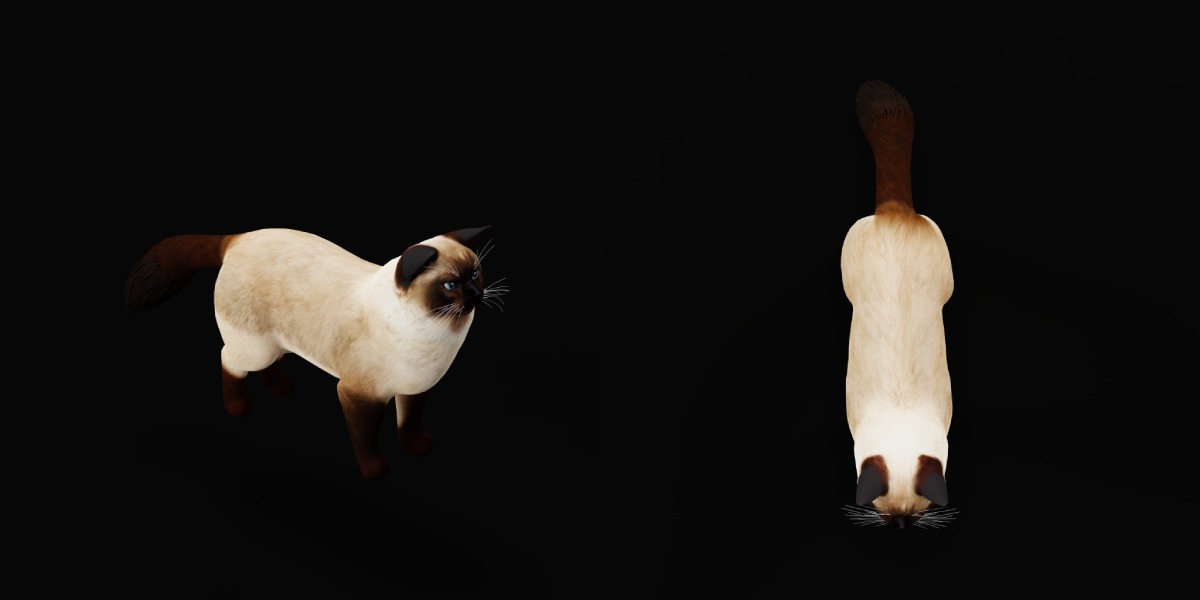 Ragdoll Cat Breed Low-poly 3D model_26