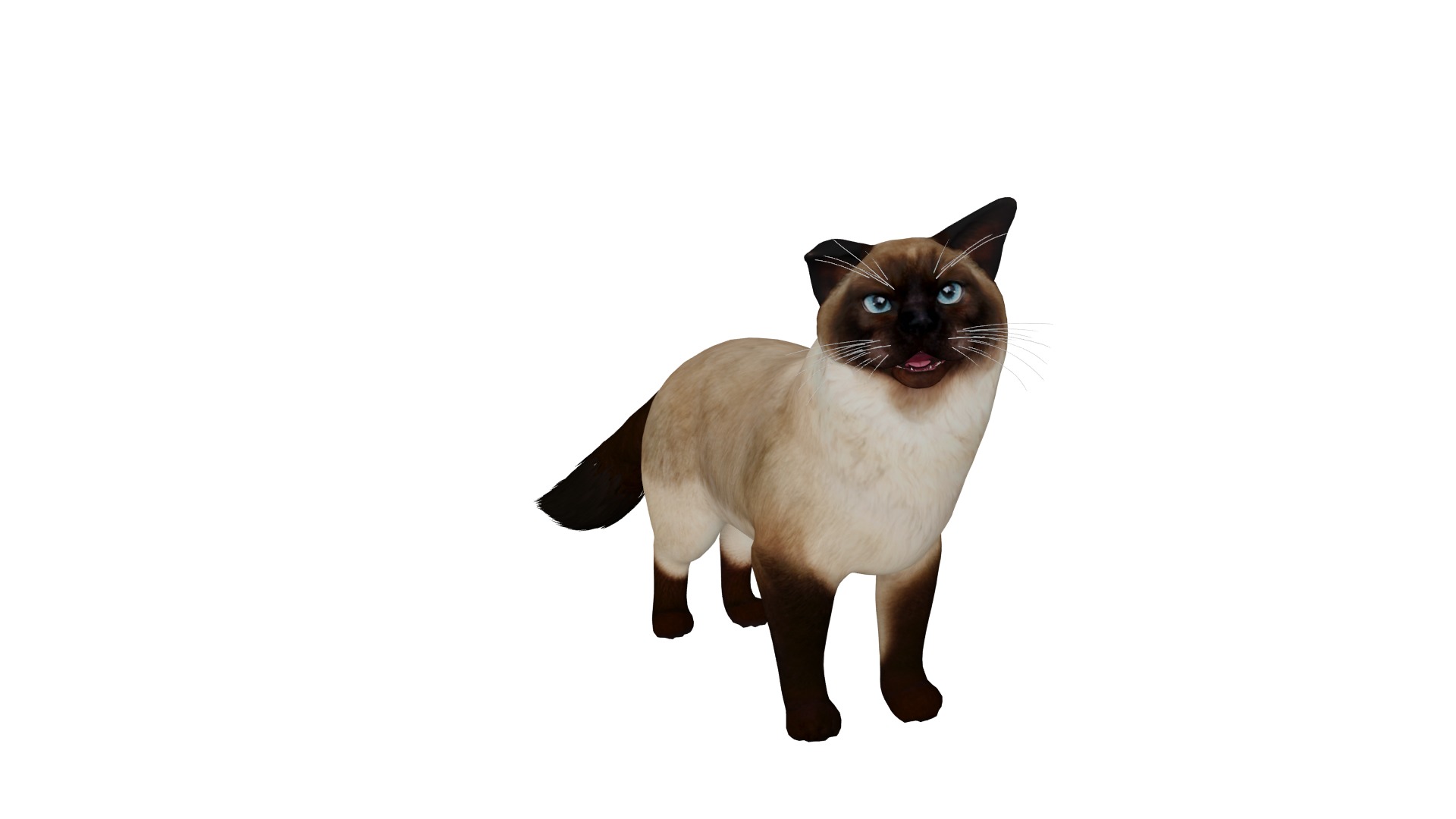 Ragdoll Cat Breed Low-poly 3D model_35