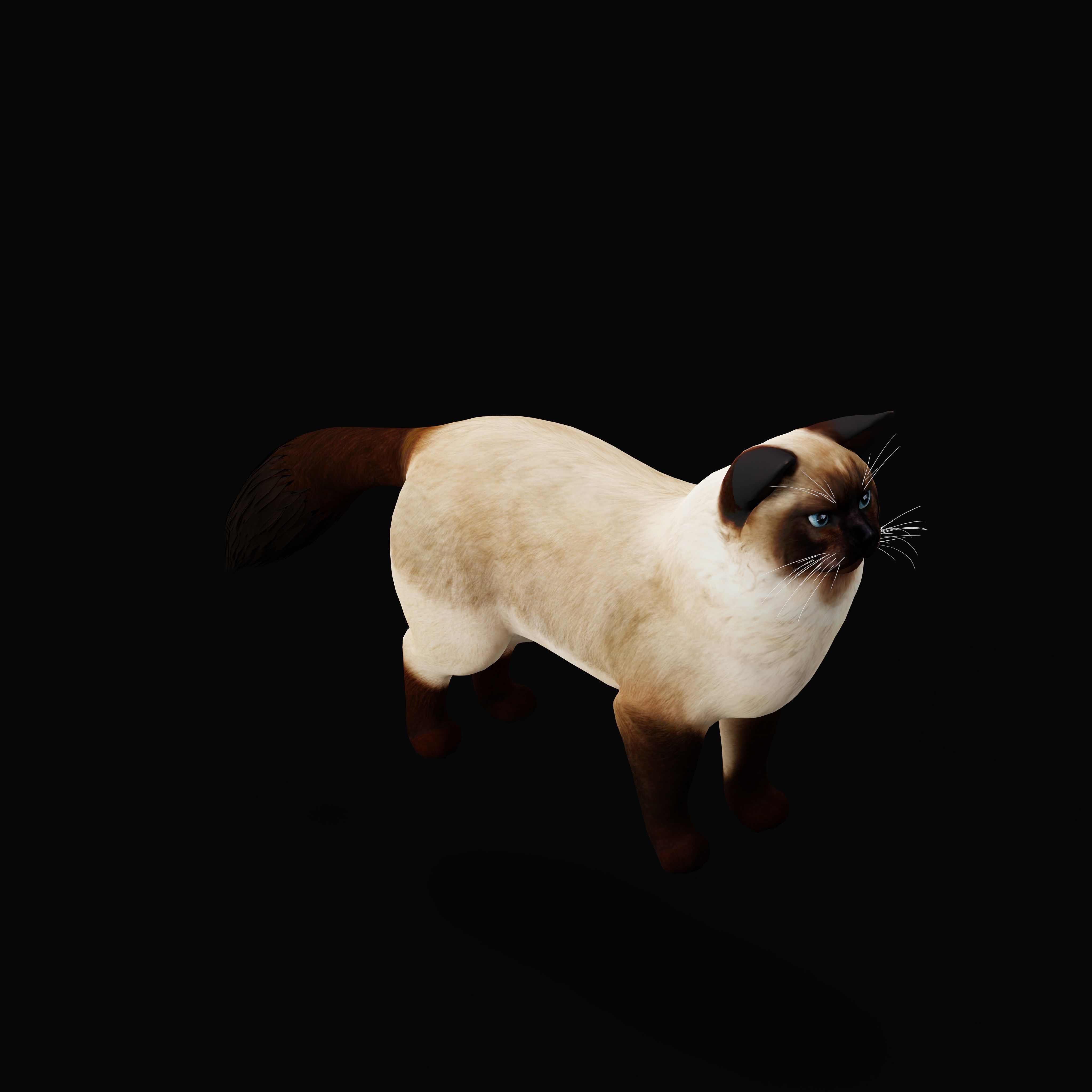 Ragdoll Cat Breed Low-poly 3D model_45