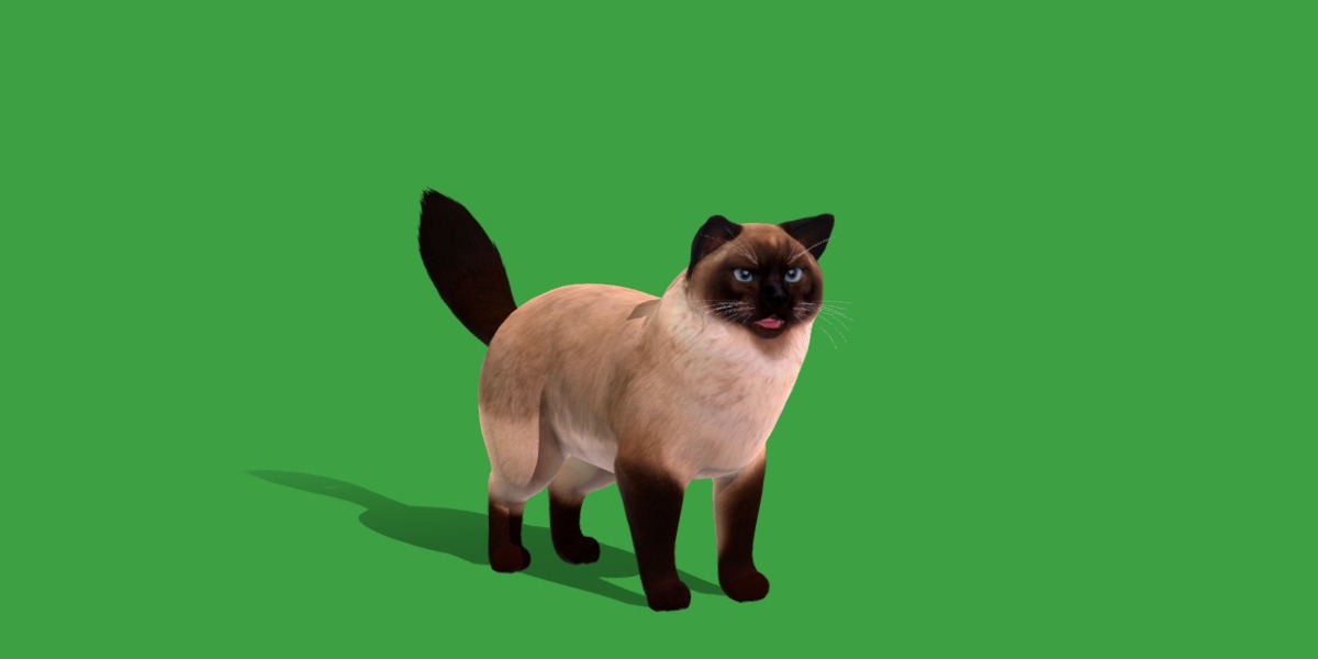 Ragdoll Cat Breed Low-poly 3D model_19