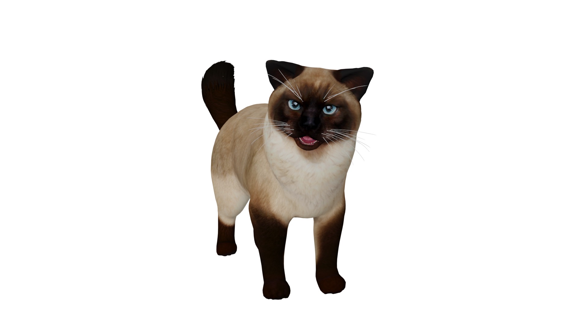Ragdoll Cat Breed Low-poly 3D model_34