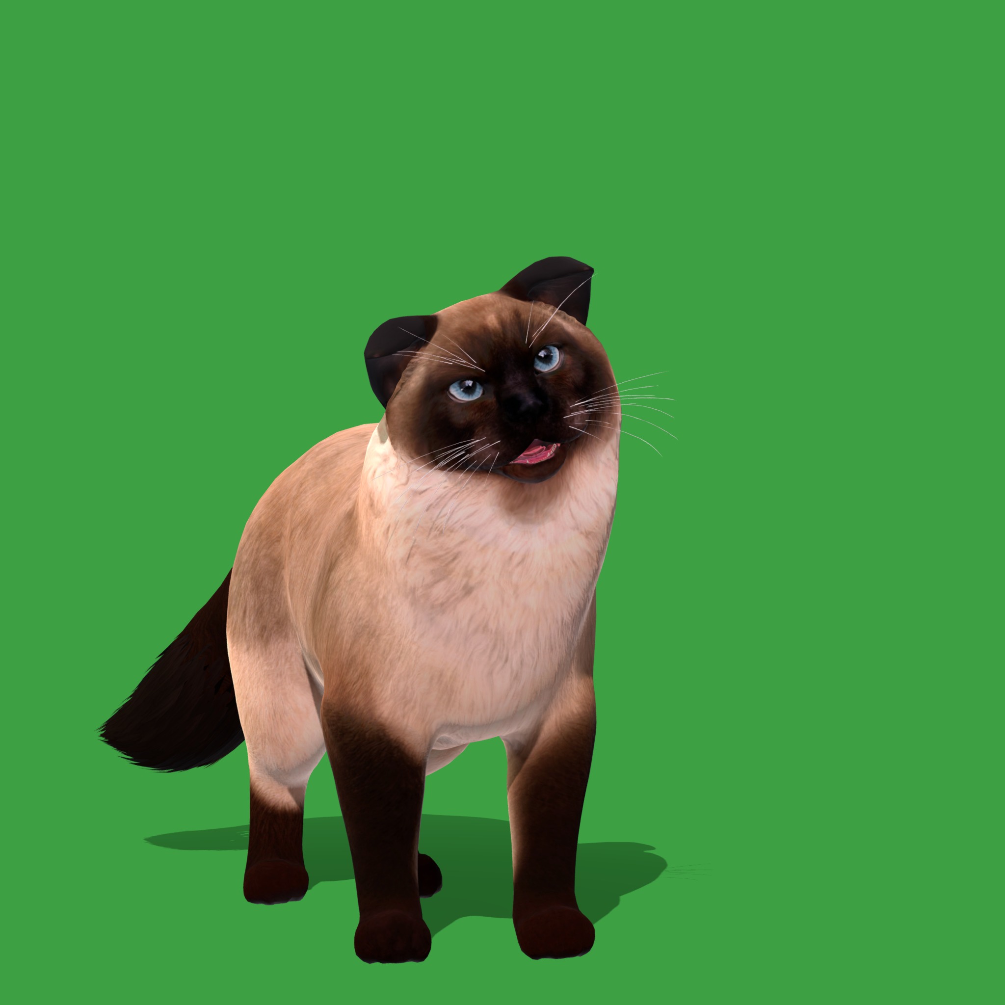 Ragdoll Cat Breed Low-poly 3D model_21