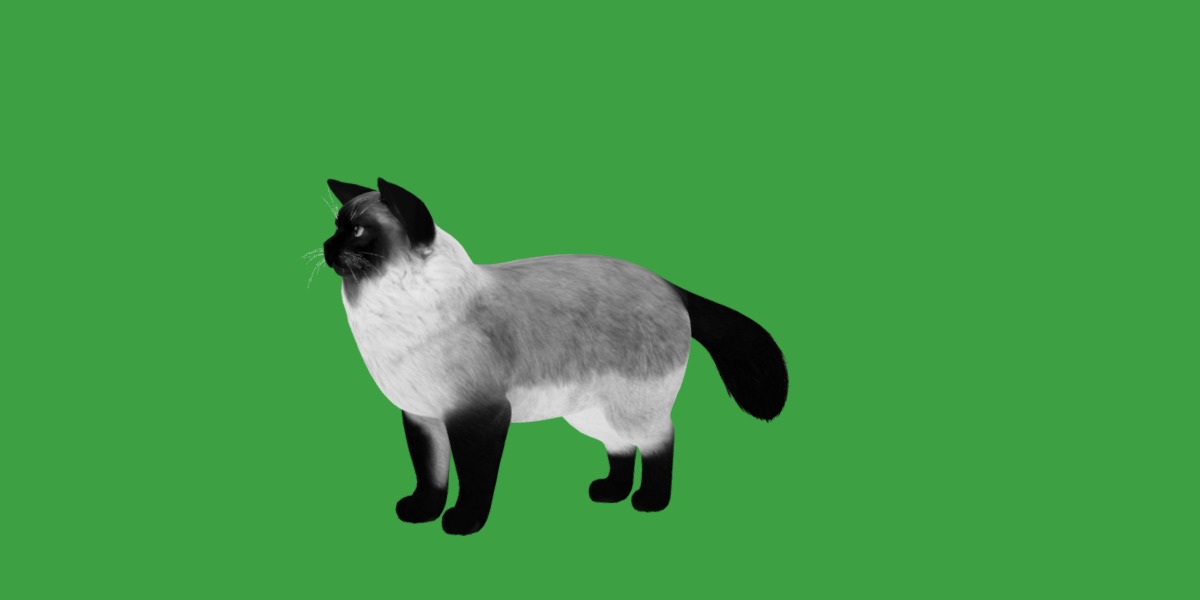 Ragdoll Cat Breed Low-poly 3D model_10