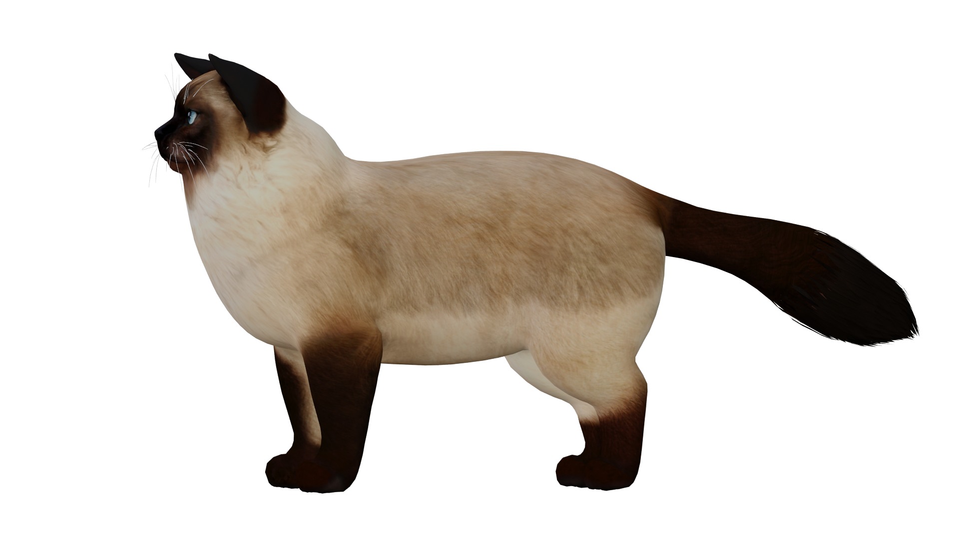 Ragdoll Cat Breed Low-poly 3D model_37
