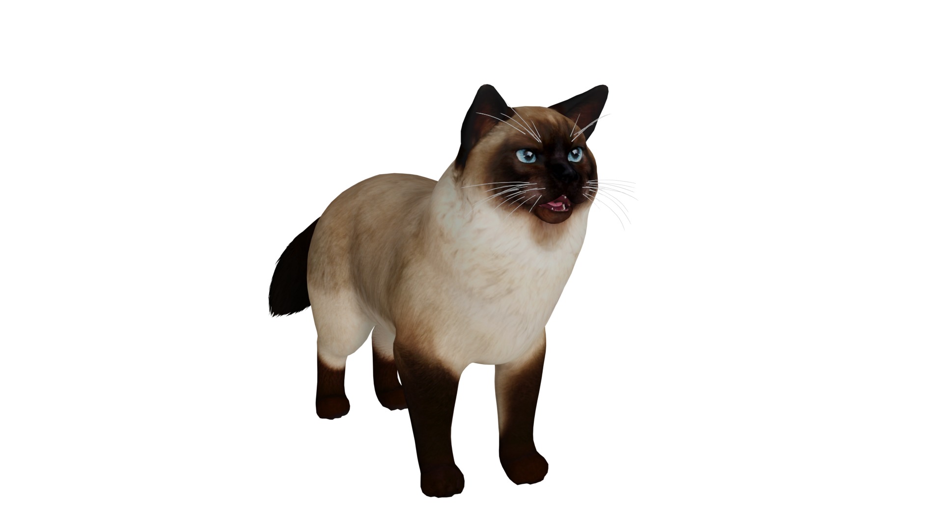 Ragdoll Cat Breed Low-poly 3D model_31
